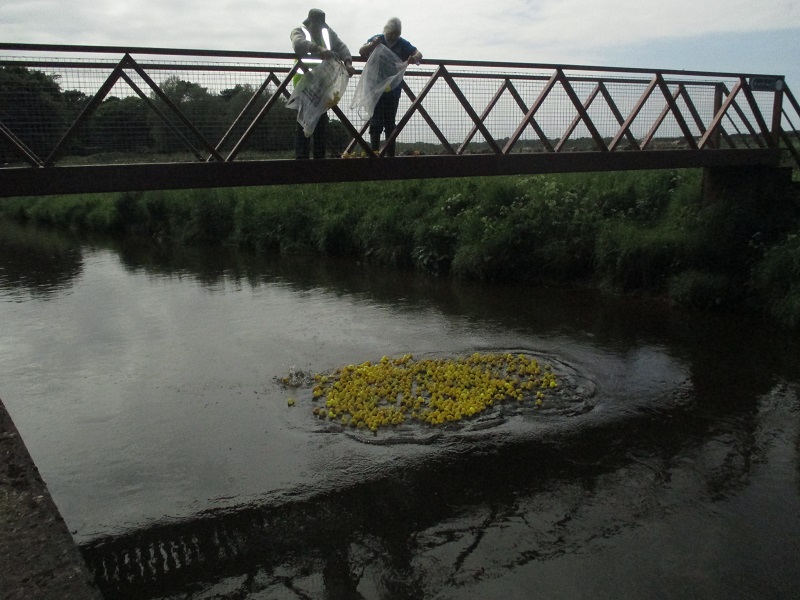Rotary Duck Race - They're off!