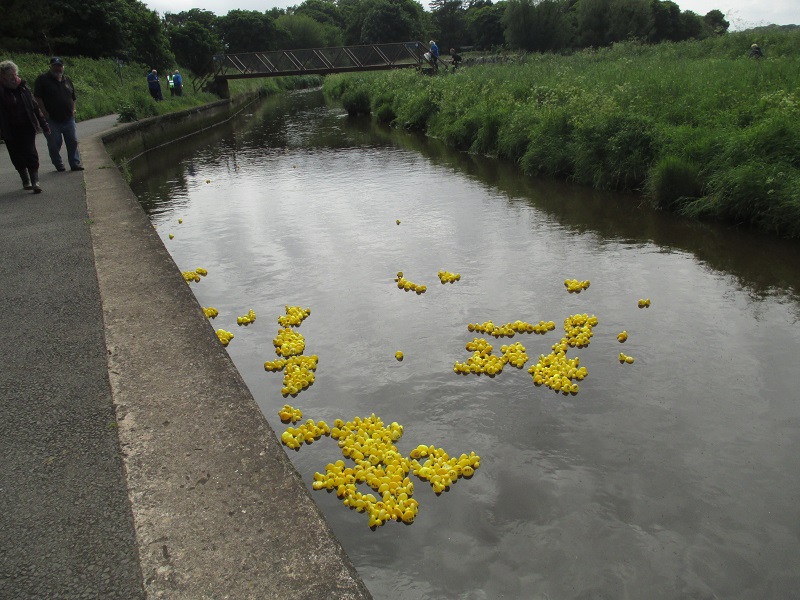 Rotary Duck Race - The field spreads out
