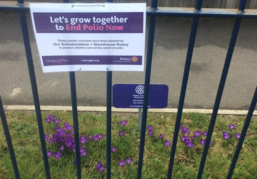 Purple for Polio at Whitminster School - 
