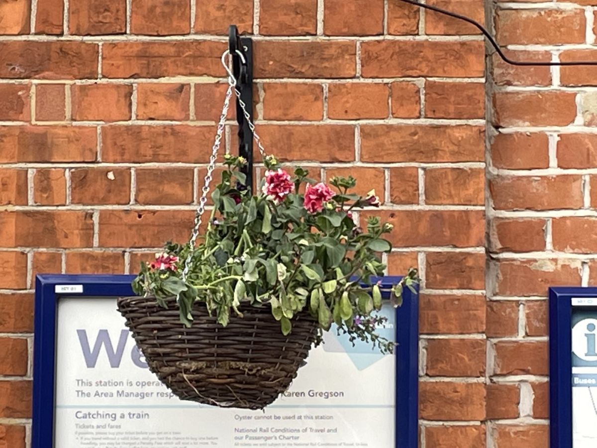 Station plants following Spring replanting - 