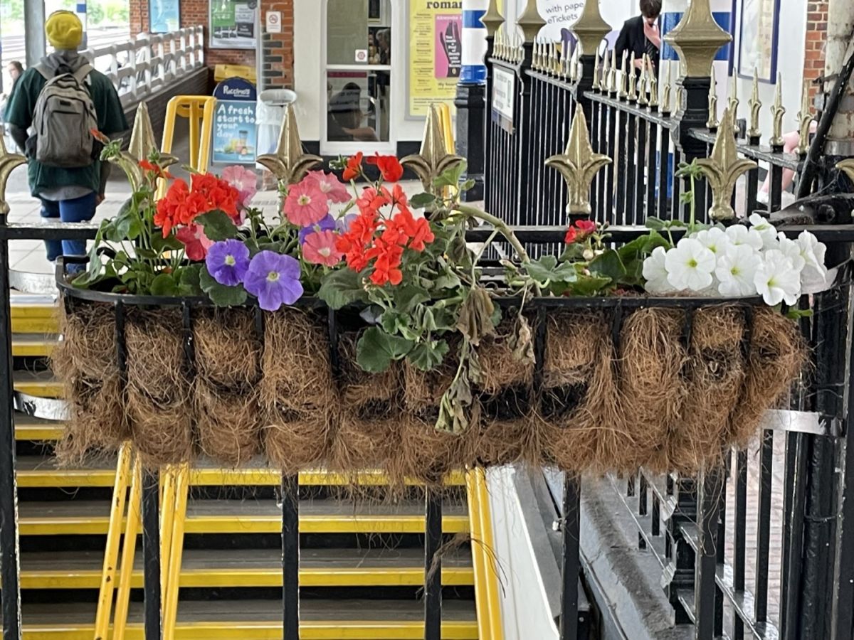 Station plants following Spring replanting - 
