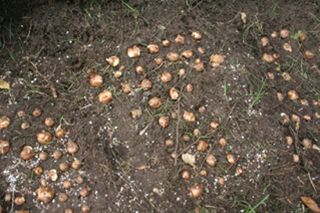 Focus on the crocus - Some of the bulbs, planted to spell out Rugeley Rotary