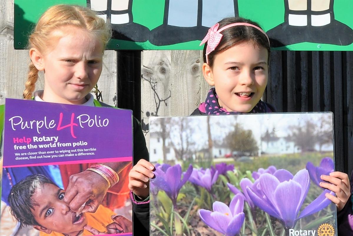 Purple4Polio - The rotary club provided the crocus for schools to plant.