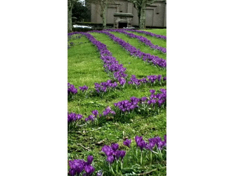 The Purple Crocus Project - Crocuses in Bloom (March 2017) - Les Cotils