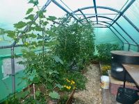 The Martins Garden - Helping Mental Health - Now producing tomatoes in abundance