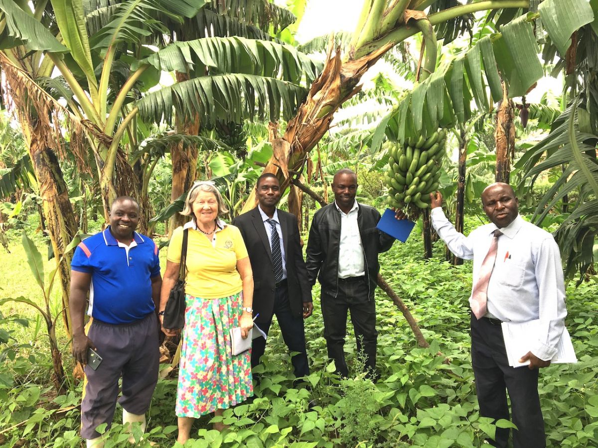 Success stories from Mubende - Headteacher and teachers at Ntungamo Primary School showing us round the school garden where matoke, beans, maize and vegetables are grown for school meals