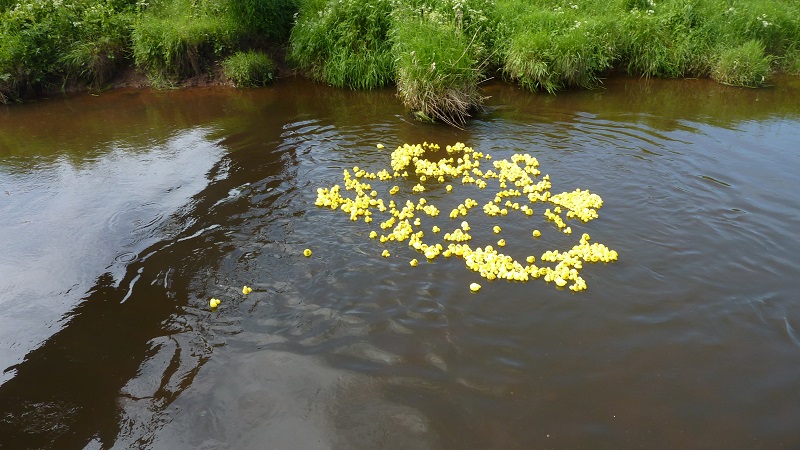 Rotary Duck Race - A tightly packed field