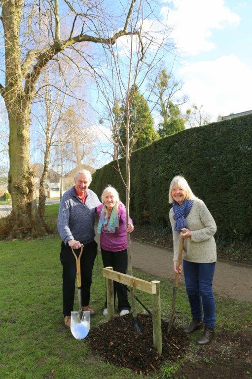 Centenary Trees Project Pictures - Pittville