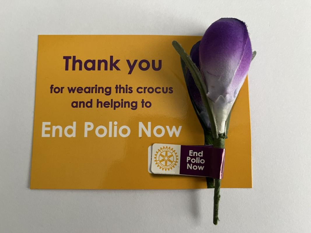 Rotary Polio Eradication - Crocus Buttonhole