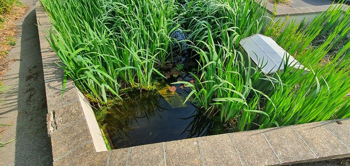 Ingleton House Pond Project  - June 2020 - Pond PreWP 001