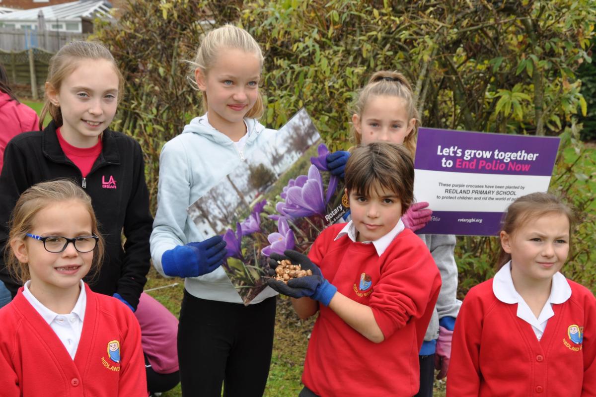 Purple4Polio - The rotary club provided the crocus for schools to plant.