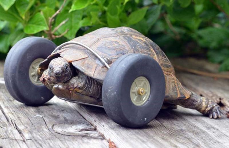 RoKart 2016 - Tortoise with wheels, and attitude