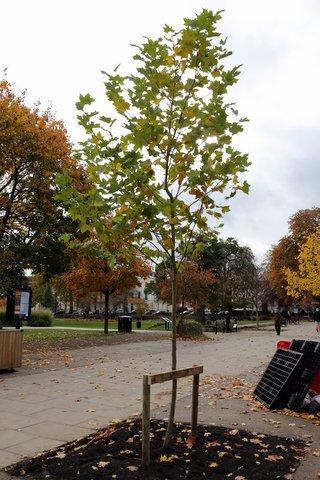 Centenary Trees Project Pictures - A new planted Tree
