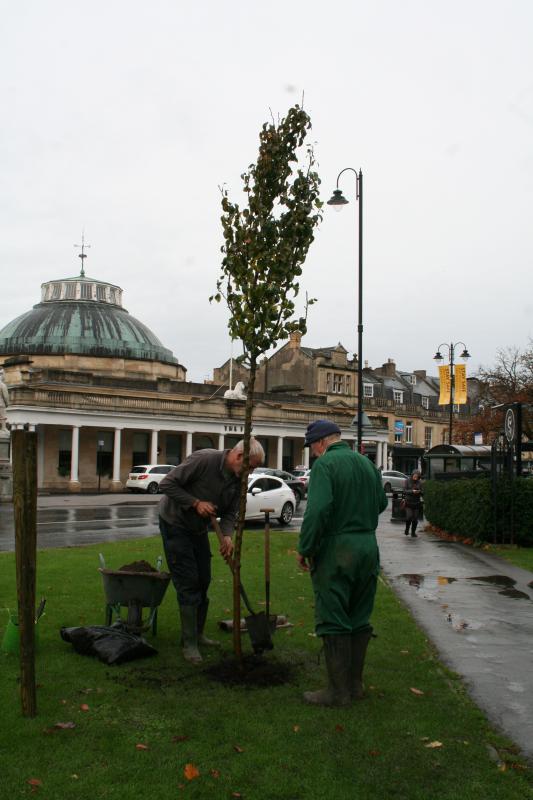 Centenary Trees  - An Ornamental Pear planted by Nature First near the Montpellier Roundabout and sponsored by the Mid-Counties Co-Op.