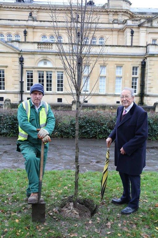 Centenary Trees  - The Tree was one of seven Hornbeam Trees to replace dead Silver Birch.