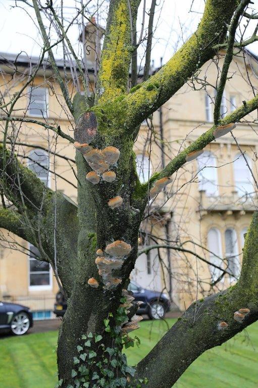 Centenary Trees  - In the days before Christmas 2020 Nature First planted a replacement tree for this ornamental tree dying of Honey Fungus.
