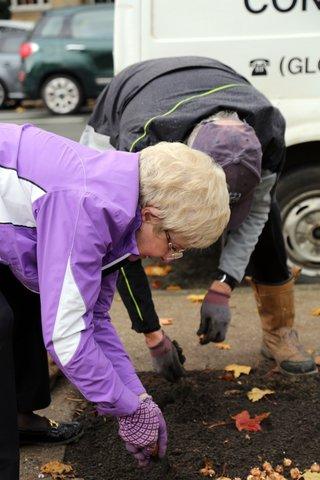 Centenary Trees Project Pictures - Crocus bulb planting