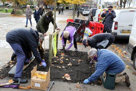 Centenary Trees  - Rotarians from Cheltenham Clubs planting Crocus Bulbs