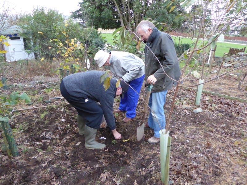 The Purple Crocus Project - Planting (21 November 2015) - 
