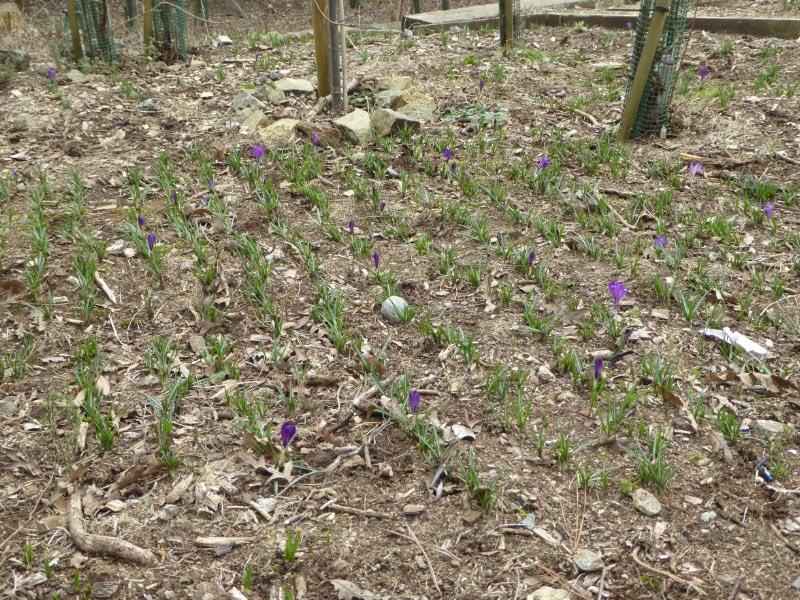 Delancey Garden Project (29 February 2016) - Newly planted crocus appearing in woodland walk