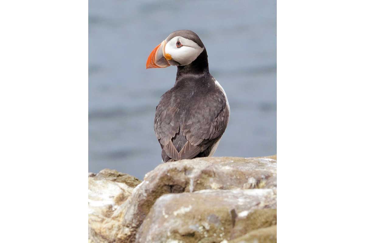 Young Photographers Competition - Puffin Billy by David - First Place