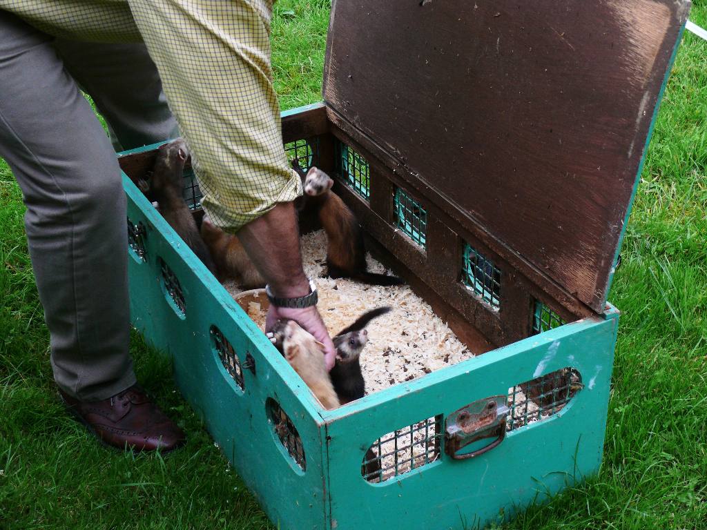 Fun & Frolics with Ferrets - The racing stars make their apperance