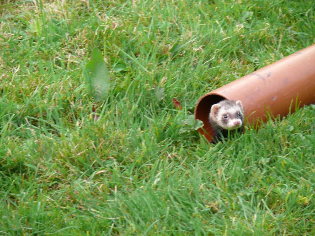 Fun & Frolics with Ferrets - I'm staying in my pipe. See what you get for stuffing me in a box!