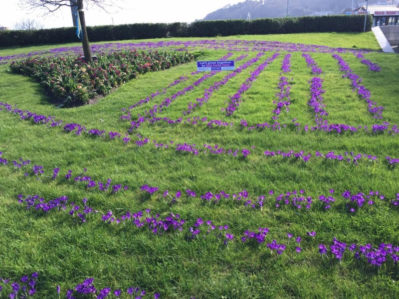 The Purple Crocus Project - Crocuses in Bloom (March 2017) - Town Roundabout