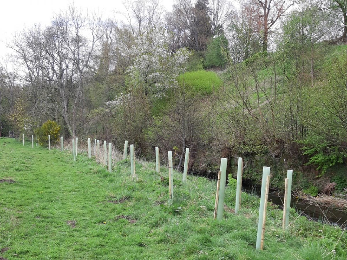 Queen's Jubilee Tree Planting - Ladywell Park - Bannockburn - 