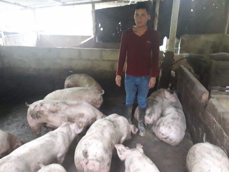 Lendwithcare - Victor Curimilma used the loan to buy piglets and animal feed in bulk as well as to undertake work on the pig shelters. He wanted to increase the scale of his business. All his repayments have been made on time so far and he expects to have fully repaid t