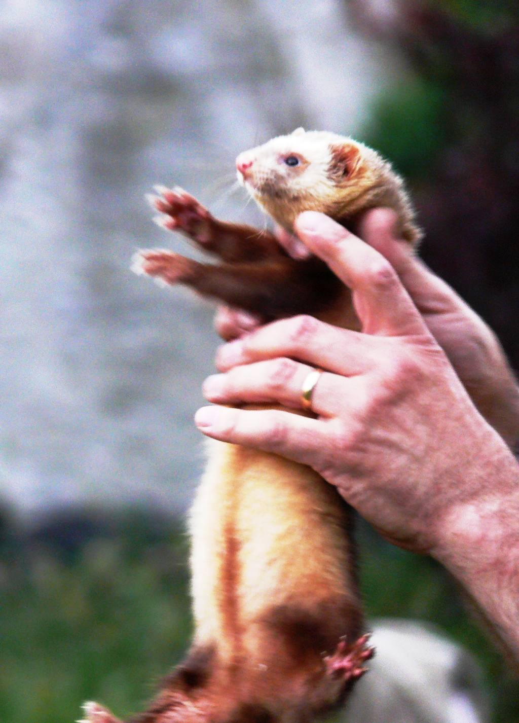 Fun & Frolics with Ferrets - Who's a pretty thing ....