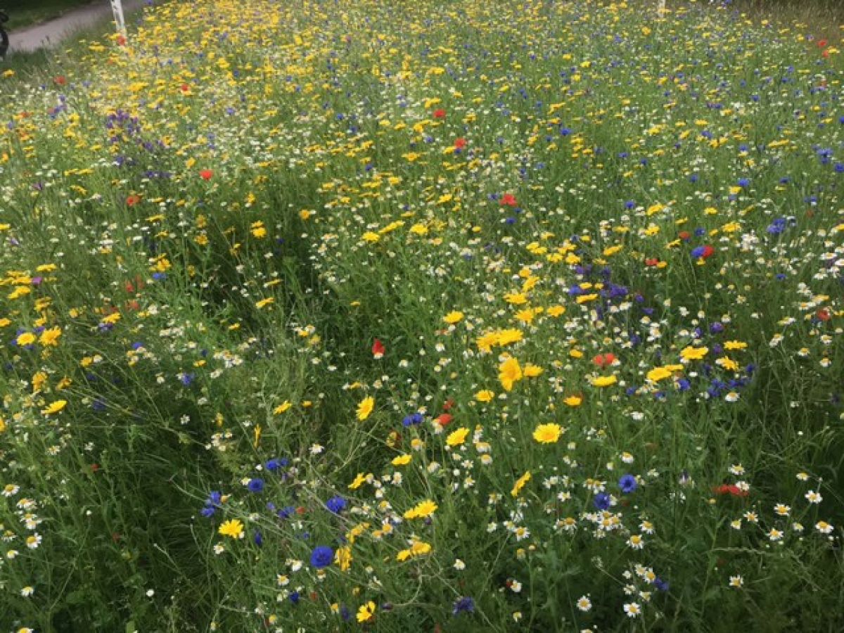 Creating a Wild Flower Meadow on Heswall Puddydale - Rotary wild flower meadow comes to life