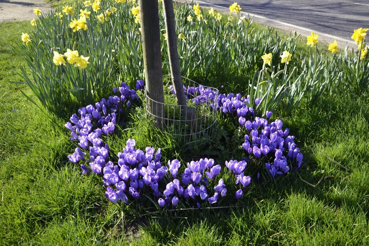 Crocus and Daffodils in Bloom 15th March 2017 Rotary Club of Bourne
