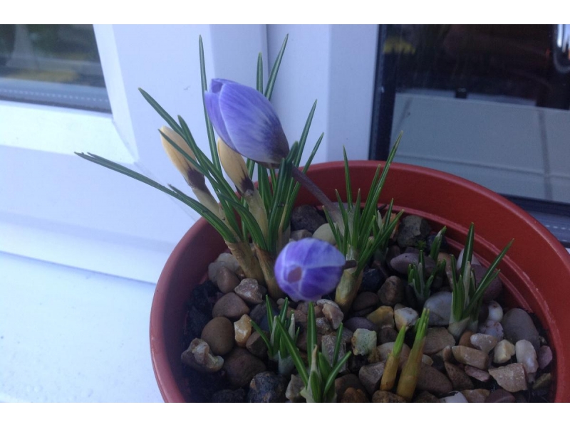 Crocuses in Bloom around the District - 