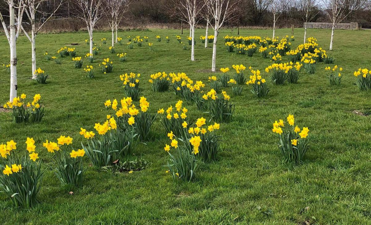 Daffodils in Dorchester - Sign of Spring