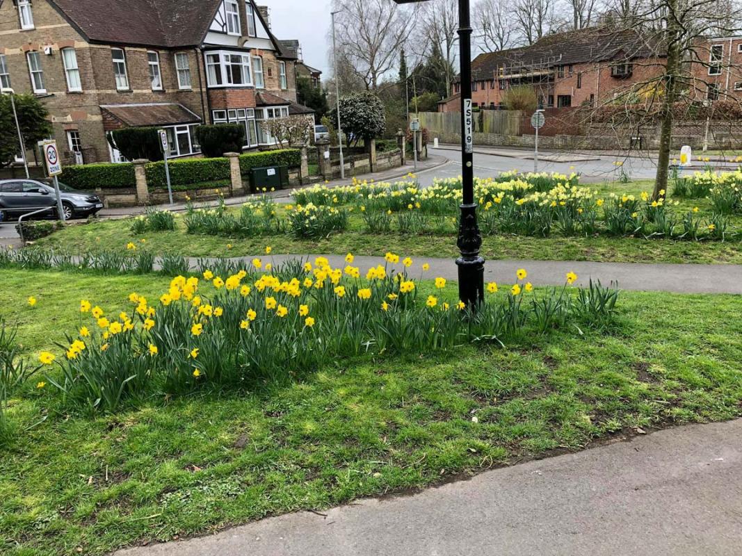 Daffodils in Dorchester - blooms 1