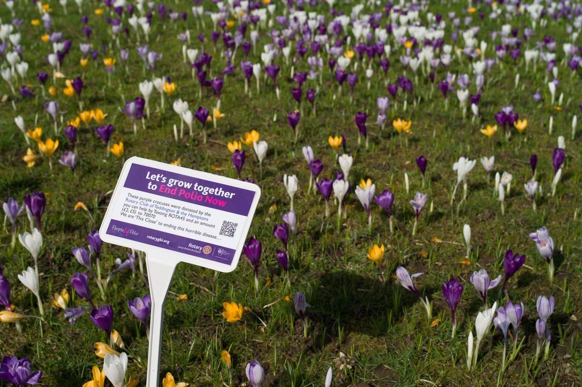 Polio Eradication - We are grateful to Hampton Court Palace for allowing us to add our own signage to ensure visitors know what our purple crocuses are for.
