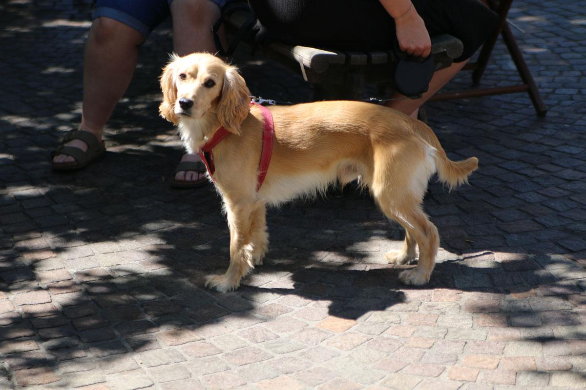 Boules in the Square 2022 - Best dog in show.