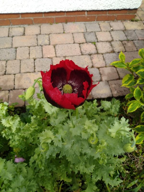 CLUB LOCKDOWN and what are we doing? - And a beautiful poppy to prove summer really is here