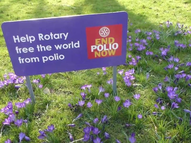 Eradicating Polio - Planting purple crocuses in support of the End Polio Now campaign