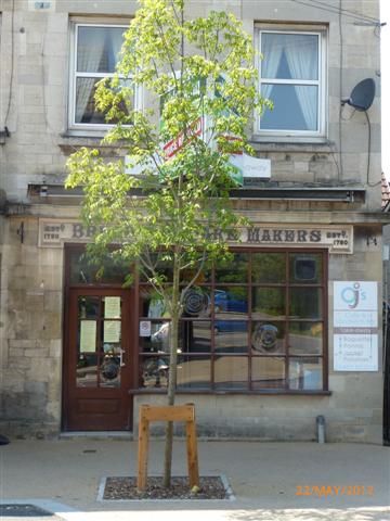 Stonehouse High Street New Trees are in leaf - sh3 (Small)