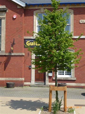 Stonehouse High Street New Trees are in leaf - sh4 (Small)