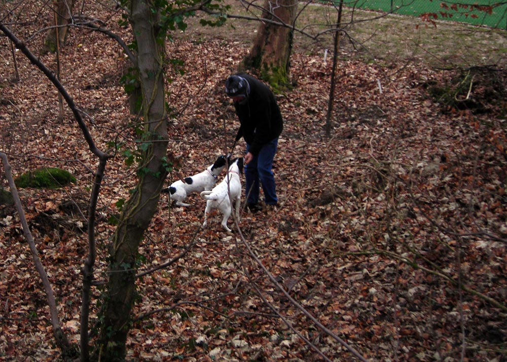 New Year Walk 2009 -  The dogs chase Steve into the woods!