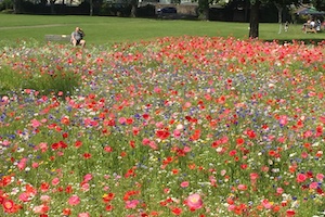 Wild flowers gardens