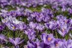 Crocus Corms Order Forms